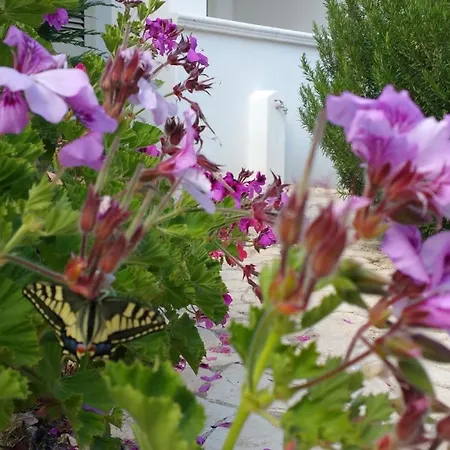 Repraesentative Zwei-zimmer-wohnung Mit Veranda Und Garten